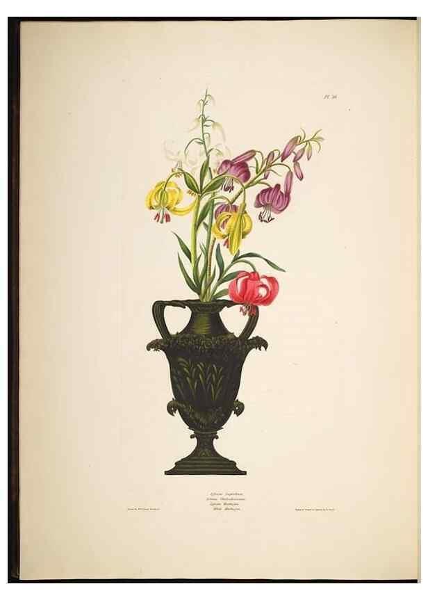 Reproducción/Reproduction 8512262049: A selection of Hexandrian plants, belonging to the natural orders Amaryllidae and Liliacae. London : Robt. Havell, ... , Pubd. 1831- ended Dec. 1, 1834.