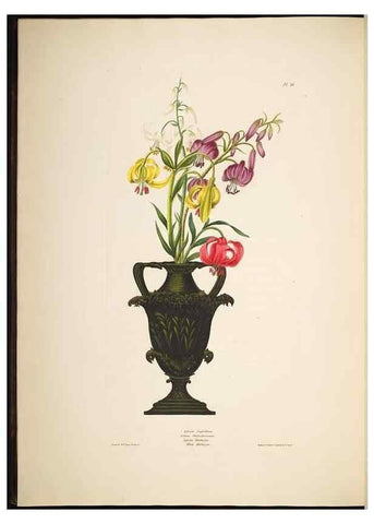 Reproducción/Reproduction 8512262049: A selection of Hexandrian plants, belonging to the natural orders Amaryllidae and Liliacae. London : Robt. Havell, ... , Pubd. 1831- ended Dec. 1, 1834.