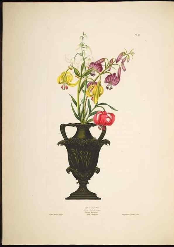Reproducción/Reproduction 8512262049: A selection of Hexandrian plants, belonging to the natural orders Amaryllidae and Liliacae. London : Robt. Havell, ... , Pubd. 1831- ended Dec. 1, 1834.