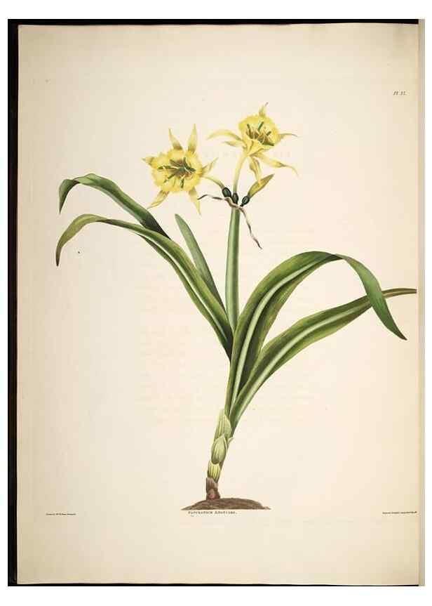 Reproducción/Reproduction 8513375148: A selection of Hexandrian plants, belonging to the natural orders Amaryllidae and Liliacae. London : Robt. Havell, ... , Pubd. 1831- ended Dec. 1, 1834.