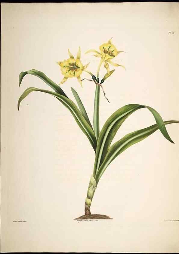Reproducción/Reproduction 8513375148: A selection of Hexandrian plants, belonging to the natural orders Amaryllidae and Liliacae. London : Robt. Havell, ... , Pubd. 1831- ended Dec. 1, 1834.