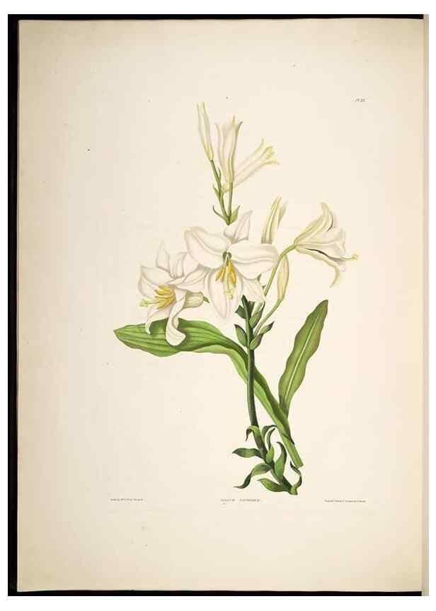 Reproducción/Reproduction 8513375356: A selection of Hexandrian plants, belonging to the natural orders Amaryllidae and Liliacae. London : Robt. Havell, ... , Pubd. 1831- ended Dec. 1, 1834.