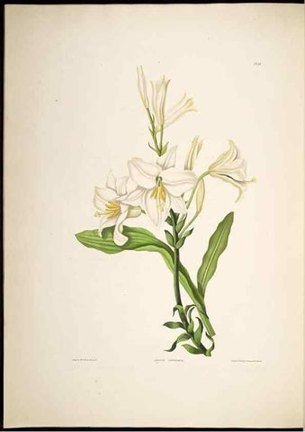 Reproducción/Reproduction 8513375356: A selection of Hexandrian plants, belonging to the natural orders Amaryllidae and Liliacae. London : Robt. Havell, ... , Pubd. 1831- ended Dec. 1, 1834.
