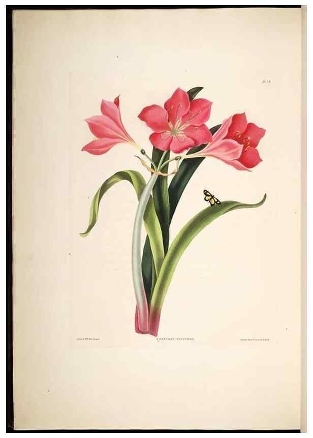 Reproducción/Reproduction 8512262599: A selection of Hexandrian plants, belonging to the natural orders Amaryllidae and Liliacae. London : Robt. Havell, ... , Pubd. 1831- ended Dec. 1, 1834.