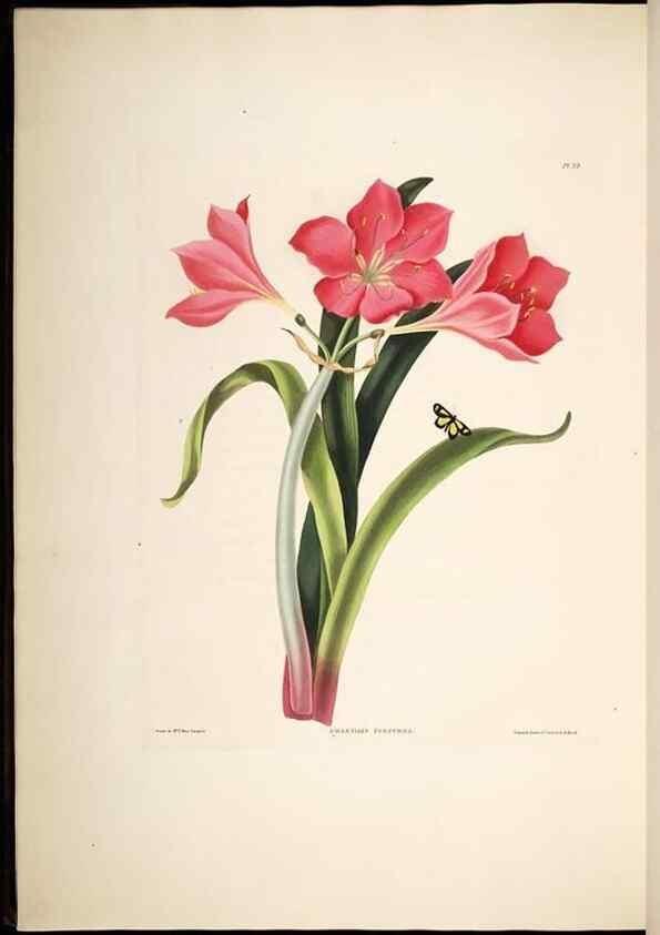 Reproducción/Reproduction 8512262599: A selection of Hexandrian plants, belonging to the natural orders Amaryllidae and Liliacae. London : Robt. Havell, ... , Pubd. 1831- ended Dec. 1, 1834.