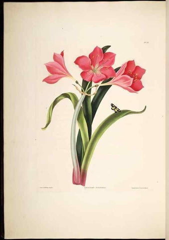 Reproducción/Reproduction 8512262599: A selection of Hexandrian plants, belonging to the natural orders Amaryllidae and Liliacae. London : Robt. Havell, ... , Pubd. 1831- ended Dec. 1, 1834.