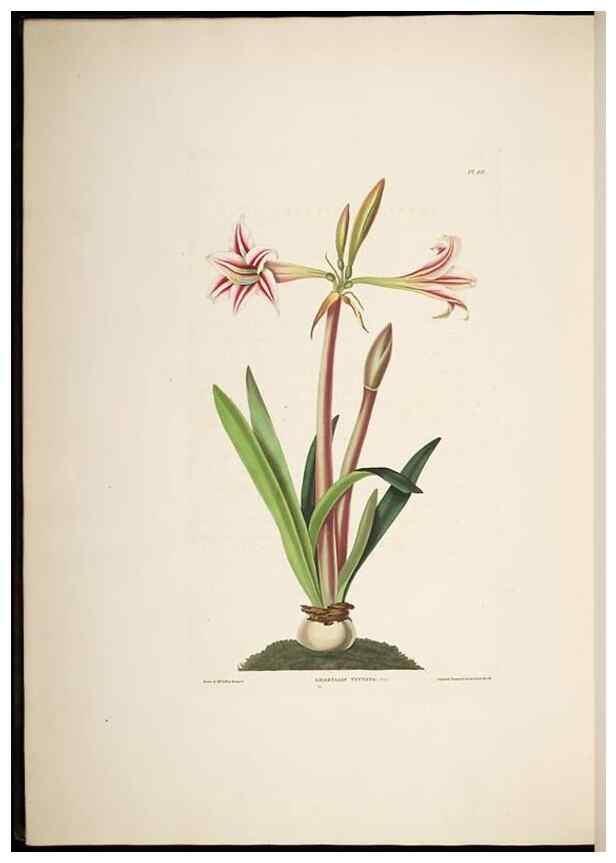 Reproducción/Reproduction 8513375590: A selection of Hexandrian plants, belonging to the natural orders Amaryllidae and Liliacae. London : Robt. Havell, ... , Pubd. 1831- ended Dec. 1, 1834.