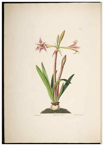 Reproducción/Reproduction 8513375590: A selection of Hexandrian plants, belonging to the natural orders Amaryllidae and Liliacae. London : Robt. Havell, ... , Pubd. 1831- ended Dec. 1, 1834.