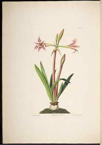 Reproducción/Reproduction 8513375590: A selection of Hexandrian plants, belonging to the natural orders Amaryllidae and Liliacae. London : Robt. Havell, ... , Pubd. 1831- ended Dec. 1, 1834.