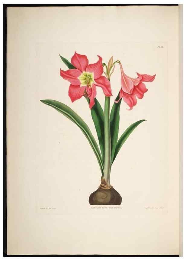 Reproducción/Reproduction 8513375716: A selection of Hexandrian plants, belonging to the natural orders Amaryllidae and Liliacae. London : Robt. Havell, ... , Pubd. 1831- ended Dec. 1, 1834.