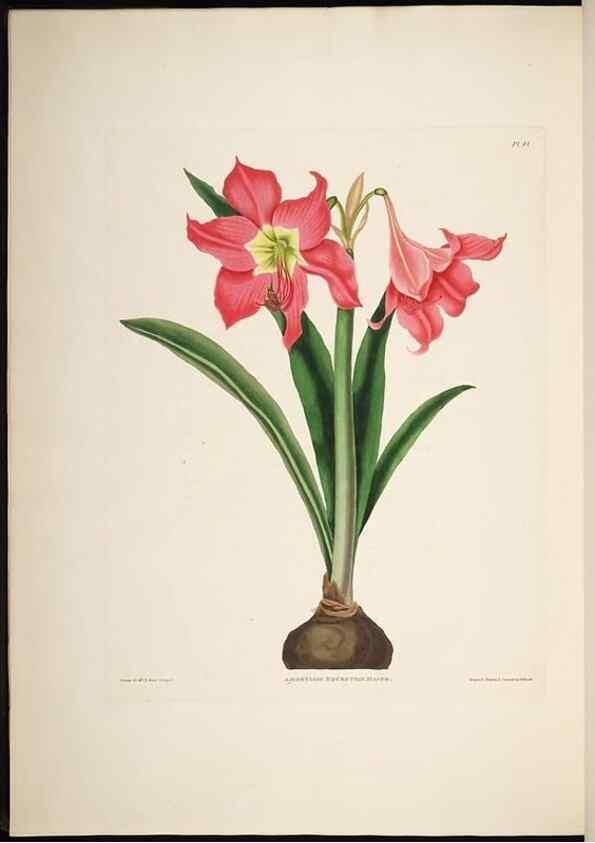 Reproducción/Reproduction 8513375716: A selection of Hexandrian plants, belonging to the natural orders Amaryllidae and Liliacae. London : Robt. Havell, ... , Pubd. 1831- ended Dec. 1, 1834.