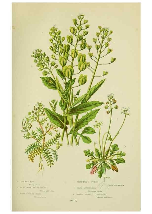 Reproducción/Reproduction 8513684942: The flowering plants, grasses, sedges, & ferns of Great Britain. London,F. Warne,1905.