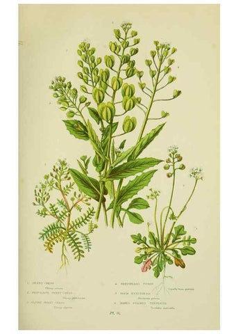 Reproducción/Reproduction 8513684942: The flowering plants, grasses, sedges, & ferns of Great Britain. London,F. Warne,1905.