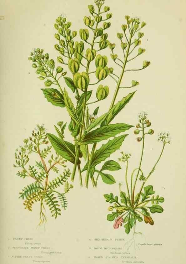 Reproducción/Reproduction 8513684942: The flowering plants, grasses, sedges, & ferns of Great Britain. London,F. Warne,1905.