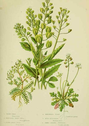 Reproducción/Reproduction 8513684942: The flowering plants, grasses, sedges, & ferns of Great Britain. London,F. Warne,1905.
