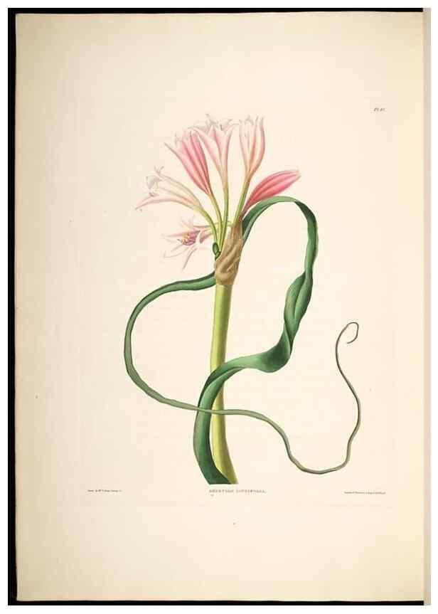 Reproducción/Reproduction 8513375876: A selection of Hexandrian plants, belonging to the natural orders Amaryllidae and Liliacae. London : Robt. Havell, ... , Pubd. 1831- ended Dec. 1, 1834.
