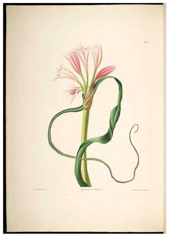 Reproducción/Reproduction 8513375876: A selection of Hexandrian plants, belonging to the natural orders Amaryllidae and Liliacae. London : Robt. Havell, ... , Pubd. 1831- ended Dec. 1, 1834.