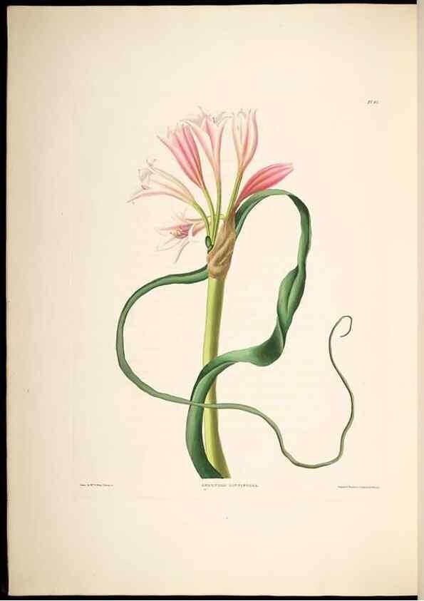Reproducción/Reproduction 8513375876: A selection of Hexandrian plants, belonging to the natural orders Amaryllidae and Liliacae. London : Robt. Havell, ... , Pubd. 1831- ended Dec. 1, 1834.