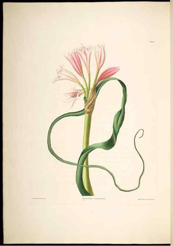 Reproducción/Reproduction 8513375876: A selection of Hexandrian plants, belonging to the natural orders Amaryllidae and Liliacae. London : Robt. Havell, ... , Pubd. 1831- ended Dec. 1, 1834.