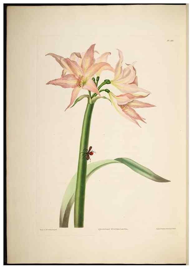 Reproducción/Reproduction 8513376122: A selection of Hexandrian plants, belonging to the natural orders Amaryllidae and Liliacae. London : Robt. Havell, ... , Pubd. 1831- ended Dec. 1, 1834.