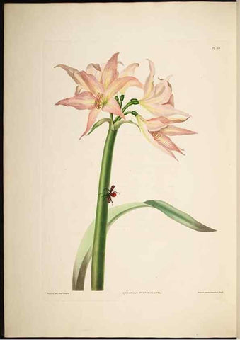 Reproducción/Reproduction 8513376122: A selection of Hexandrian plants, belonging to the natural orders Amaryllidae and Liliacae. London : Robt. Havell, ... , Pubd. 1831- ended Dec. 1, 1834.