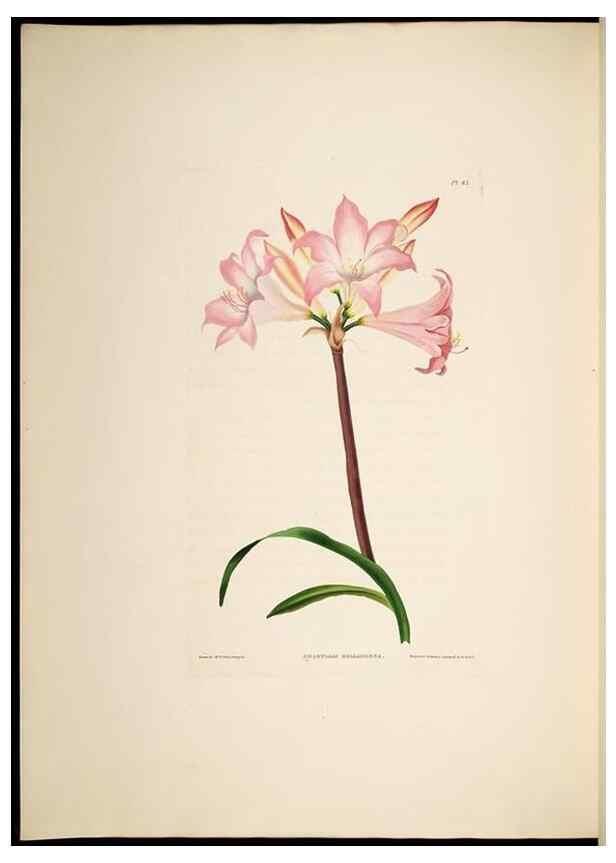 Reproducción/Reproduction 8512263385: A selection of Hexandrian plants, belonging to the natural orders Amaryllidae and Liliacae. London : Robt. Havell, ... , Pubd. 1831- ended Dec. 1, 1834.