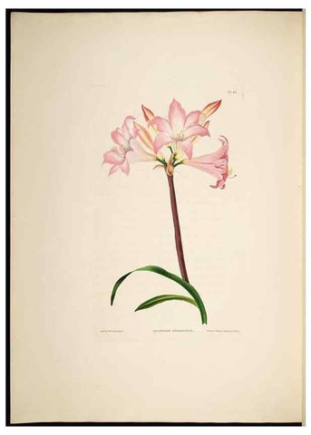 Reproducción/Reproduction 8512263385: A selection of Hexandrian plants, belonging to the natural orders Amaryllidae and Liliacae. London : Robt. Havell, ... , Pubd. 1831- ended Dec. 1, 1834.