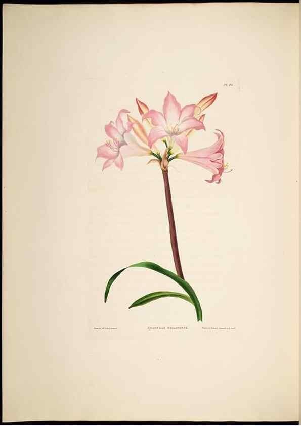 Reproducción/Reproduction 8512263385: A selection of Hexandrian plants, belonging to the natural orders Amaryllidae and Liliacae. London : Robt. Havell, ... , Pubd. 1831- ended Dec. 1, 1834.