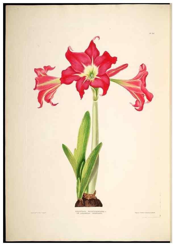 Reproducción/Reproduction 8512263531: A selection of Hexandrian plants, belonging to the natural orders Amaryllidae and Liliacae. London : Robt. Havell, ... , Pubd. 1831- ended Dec. 1, 1834.