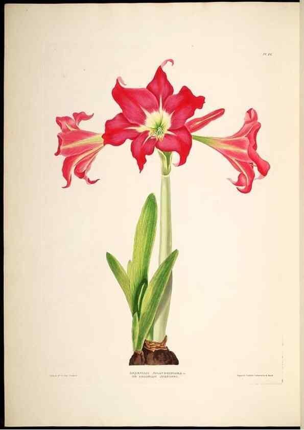 Reproducción/Reproduction 8512263531: A selection of Hexandrian plants, belonging to the natural orders Amaryllidae and Liliacae. London : Robt. Havell, ... , Pubd. 1831- ended Dec. 1, 1834.