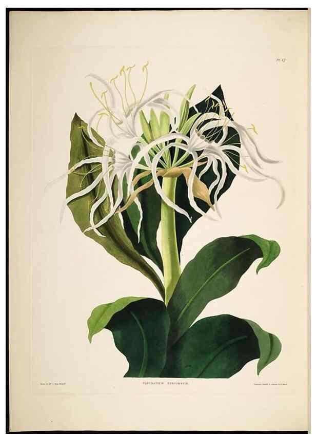 Reproducción/Reproduction 8512263673: A selection of Hexandrian plants, belonging to the natural orders Amaryllidae and Liliacae. London : Robt. Havell, ... , Pubd. 1831- ended Dec. 1, 1834.