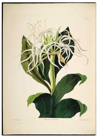Reproducción/Reproduction 8512263673: A selection of Hexandrian plants, belonging to the natural orders Amaryllidae and Liliacae. London : Robt. Havell, ... , Pubd. 1831- ended Dec. 1, 1834.