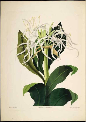 Reproducción/Reproduction 8512263673: A selection of Hexandrian plants, belonging to the natural orders Amaryllidae and Liliacae. London : Robt. Havell, ... , Pubd. 1831- ended Dec. 1, 1834.
