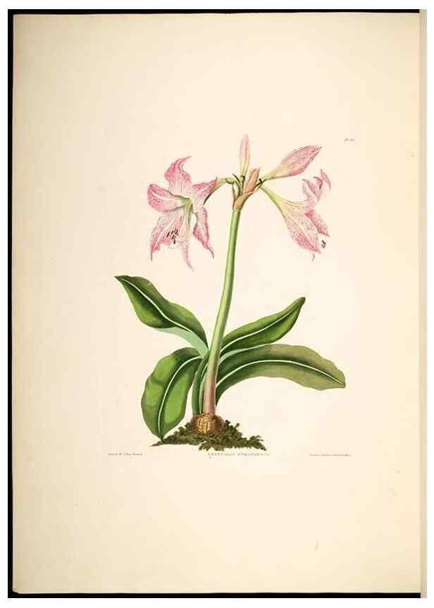 Reproducción/Reproduction 8512263809: A selection of Hexandrian plants, belonging to the natural orders Amaryllidae and Liliacae. London : Robt. Havell, ... , Pubd. 1831- ended Dec. 1, 1834.