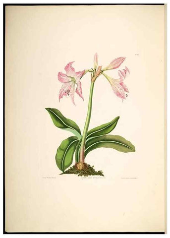 Reproducción/Reproduction 8512263809: A selection of Hexandrian plants, belonging to the natural orders Amaryllidae and Liliacae. London : Robt. Havell, ... , Pubd. 1831- ended Dec. 1, 1834.