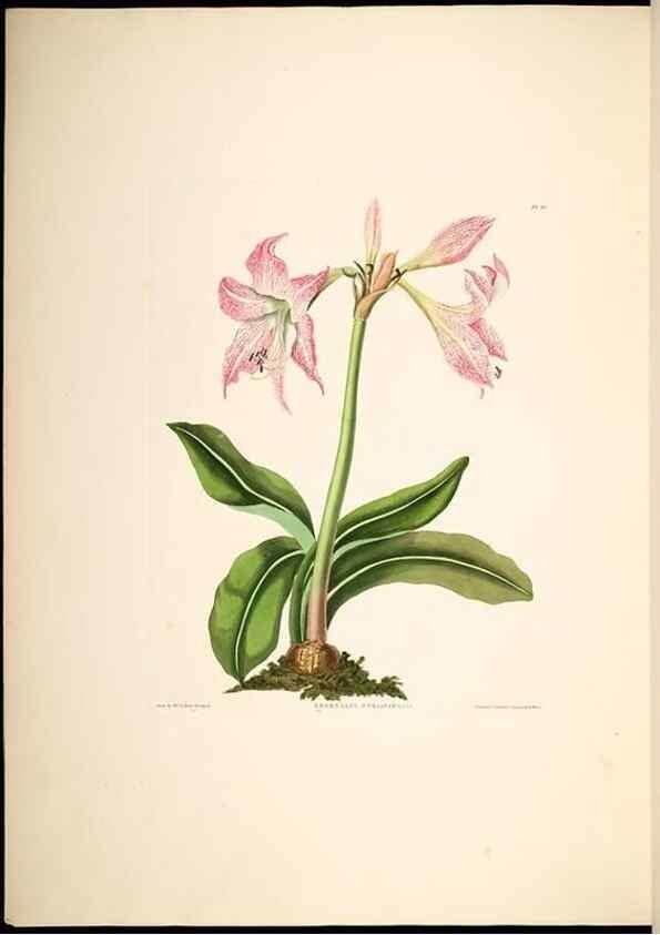Reproducción/Reproduction 8512263809: A selection of Hexandrian plants, belonging to the natural orders Amaryllidae and Liliacae. London : Robt. Havell, ... , Pubd. 1831- ended Dec. 1, 1834.