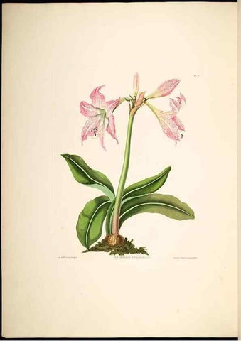 Reproducción/Reproduction 8512263809: A selection of Hexandrian plants, belonging to the natural orders Amaryllidae and Liliacae. London : Robt. Havell, ... , Pubd. 1831- ended Dec. 1, 1834.
