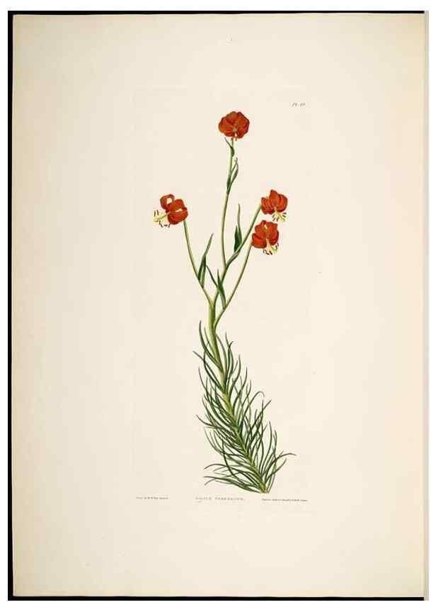 Reproducción/Reproduction 8512263997: A selection of Hexandrian plants, belonging to the natural orders Amaryllidae and Liliacae. London : Robt. Havell, ... , Pubd. 1831- ended Dec. 1, 1834.
