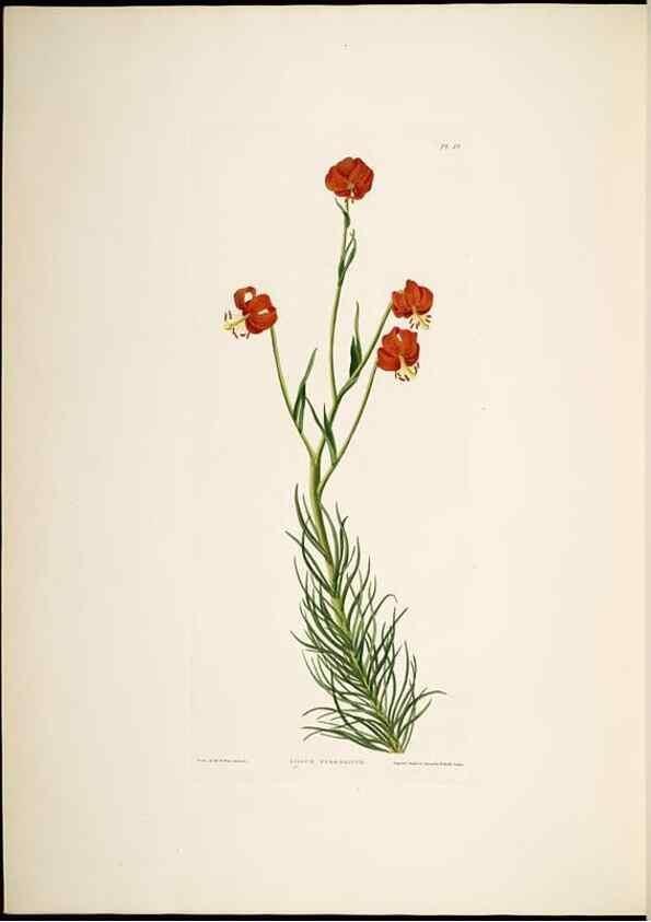 Reproducción/Reproduction 8512263997: A selection of Hexandrian plants, belonging to the natural orders Amaryllidae and Liliacae. London : Robt. Havell, ... , Pubd. 1831- ended Dec. 1, 1834.
