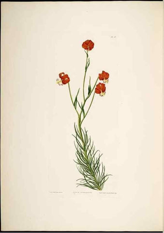 Reproducción/Reproduction 8512263997: A selection of Hexandrian plants, belonging to the natural orders Amaryllidae and Liliacae. London : Robt. Havell, ... , Pubd. 1831- ended Dec. 1, 1834.