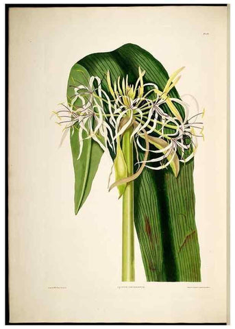 Reproducción/Reproduction 8512263137: A selection of Hexandrian plants, belonging to the natural orders Amaryllidae and Liliacae. London : Robt. Havell, ... , Pubd. 1831- ended Dec. 1, 1834.