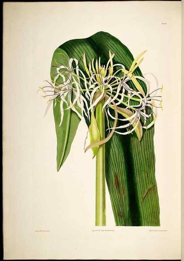 Reproducción/Reproduction 8512263137: A selection of Hexandrian plants, belonging to the natural orders Amaryllidae and Liliacae. London : Robt. Havell, ... , Pubd. 1831- ended Dec. 1, 1834.