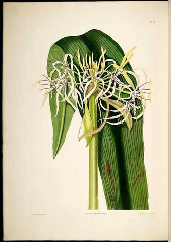 Reproducción/Reproduction 8512263137: A selection of Hexandrian plants, belonging to the natural orders Amaryllidae and Liliacae. London : Robt. Havell, ... , Pubd. 1831- ended Dec. 1, 1834.