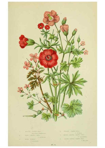 Reproducción/Reproduction 8513716040: The flowering plants, grasses, sedges, & ferns of Great Britain. London,F. Warne,1905.