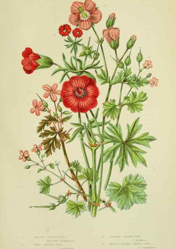 Reproducción/Reproduction 8513716040: The flowering plants, grasses, sedges, & ferns of Great Britain. London,F. Warne,1905.