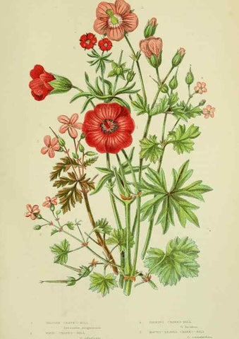 Reproducción/Reproduction 8513716040: The flowering plants, grasses, sedges, & ferns of Great Britain. London,F. Warne,1905.