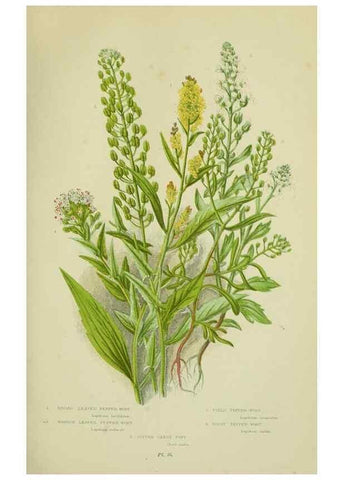 Reproducción/Reproduction 8512574339: The flowering plants, grasses, sedges, & ferns of Great Britain. London,F. Warne,1905.