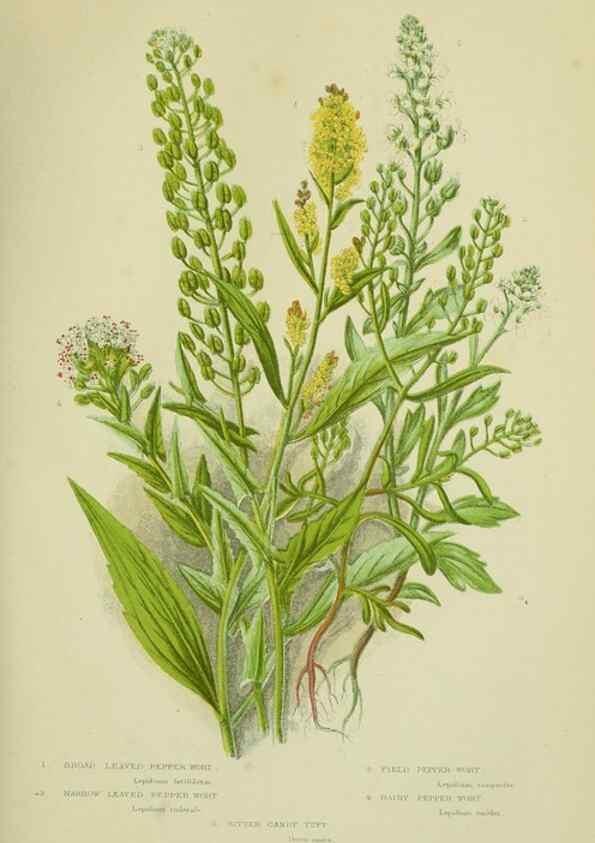 Reproducción/Reproduction 8512574339: The flowering plants, grasses, sedges, & ferns of Great Britain. London,F. Warne,1905.