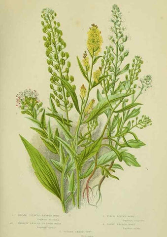 Reproducción/Reproduction 8512574339: The flowering plants, grasses, sedges, & ferns of Great Britain. London,F. Warne,1905.