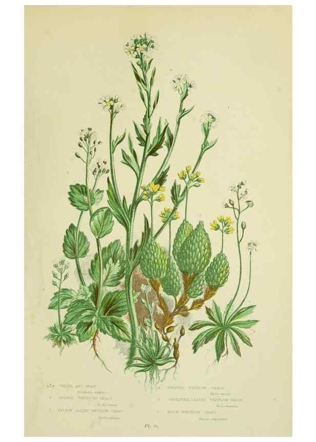 Reproducción/Reproduction 8512576251: The flowering plants, grasses, sedges, & ferns of Great Britain. London,F. Warne,1905.